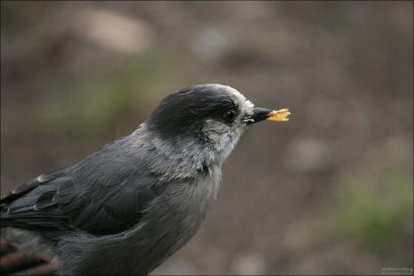 Сорокопут (Northern shrike), укравший чипс.