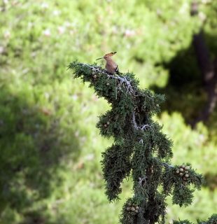 Удод приземлился на дерево у подножия Акрополя.