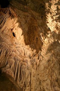 Грибница. Carlsbad Caverns National Park.