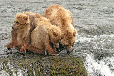 "Кушать подано". Мама-медведица кормит одного из трех медвежат только что выловленным лососем. Процесс для наблюдения не из самых приятных, т.к. рыба раздирается на куски еще живьем. Но это медвежий мир.