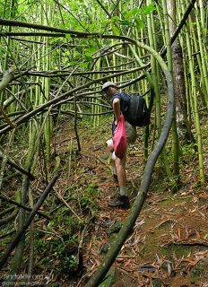 Вверх по тропе Na'ili'ili-haele через заросли бамбука.