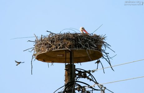 Гнездо аиста и квартирант :) Перама.
