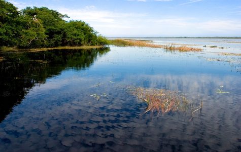 Начало экскурсии по заповеднику Crooked Tree.