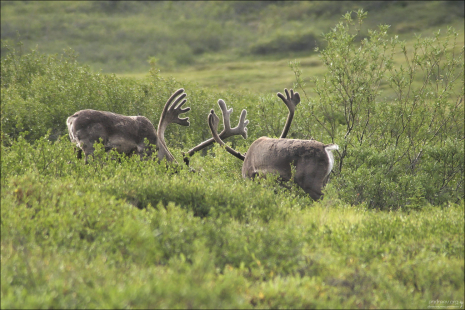 Карибу на выпасе.