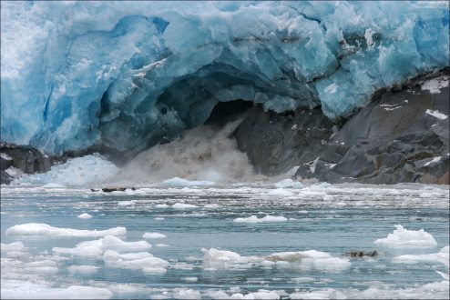 Подледниковая река и группа сивучей на льдине.
