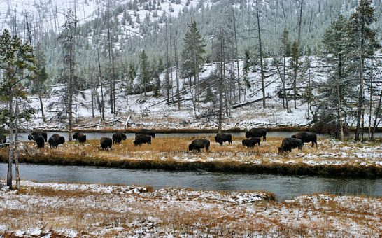 Группа бизонов на острове.