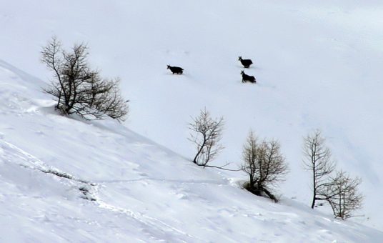 Три серны, пересекающие снежный склон.