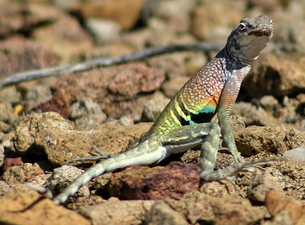 Разноцветная Безухая ящерица (Southwestern Earless Lizard) на тропе Grapevine Hills trail.