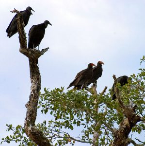 Черные грифы и грифы-индюшки на одном дереве. Заповедник Crooked Tree.
