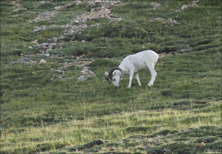 Белоснежная овечка Dall sheep в районе перевала Sable pass.