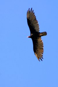 Высматривающий добычу гриф (Turkey valture).