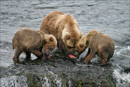Каждый тянет на себя.