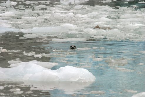 Любопытная нерпа.