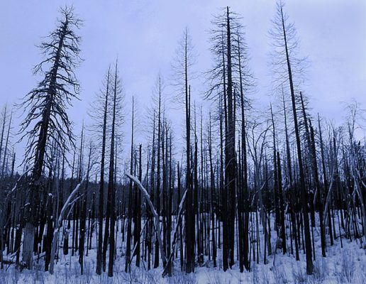 Выгоревший лес вдоль дороги Big oak flat road. Следы пожара 1997 года.