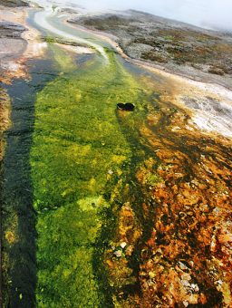 Ручей, вытекающий из Сапфирового водоема. Biscuit basin.
