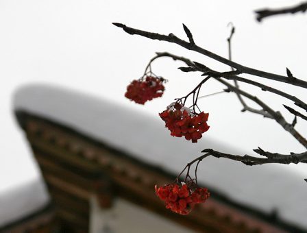 Подмерзшая рябина.