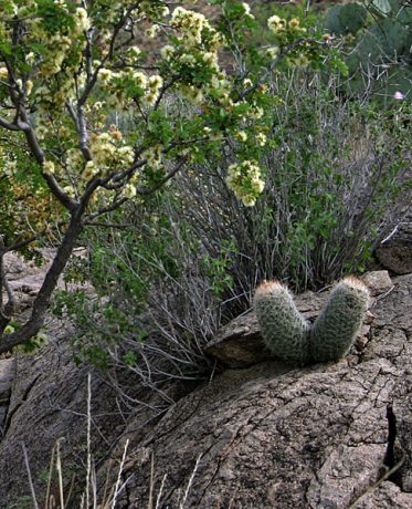 Два кактуса-близнеца. Тропа Grapevine Hills trail.