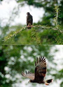 Улитковый коршун (Snail Kite) в ожидании подходящего момента, и в полете. Заповедник Crooked Tree sanctuary.