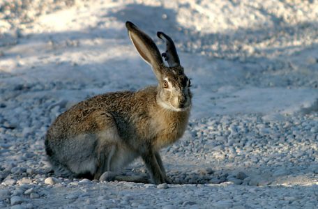 Black-tailed Jack Rabbit - чернохвостый заяц; хорошо узнаваем по черным кончикам ушей.