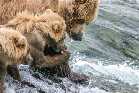 "Мать" и медвежонок закусывают.