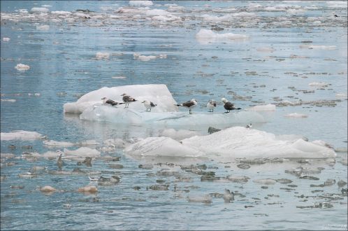 Чайки - хичхайкеры.