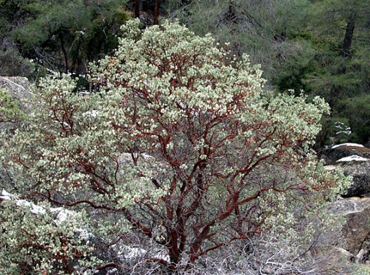 Распространенные в северной части парка карликовые деревья с ярко-бурой корой.
