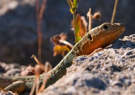 Ящерка Peloponnesian Wall Lizard (Podarcis peloponnesiaca) в руинах Древней Олимпии.