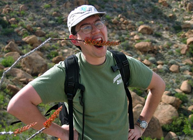 Вкусное окотилло :) Тропа Grapevine Hills trail.