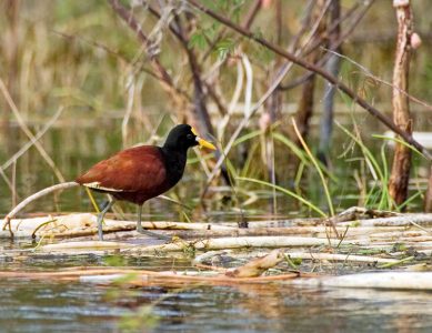 Желтолобая якана (Northern jacana) на плавуне у берега. Заповедник Crooked Tree.