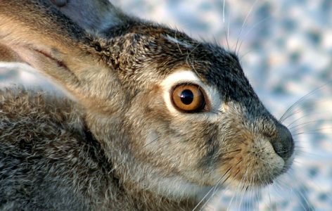 Моська чернохвостого зайца крупным планом.