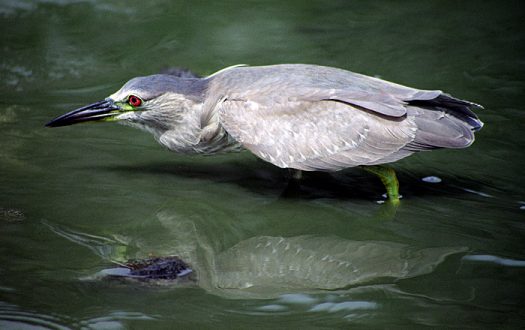 Очень успешно охотящаяся цапля.