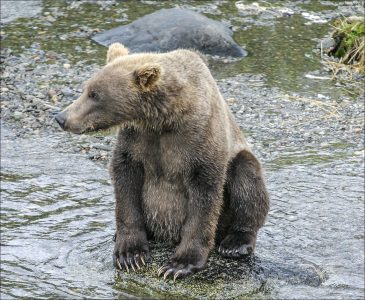 Медведь с самым модным маникюром.