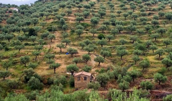 Оливковые сады Каламаты.