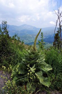 Дикая "капуста" в горах Parnonas Mountains.