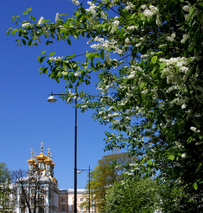 Белая сирень на улицах Пушкина.