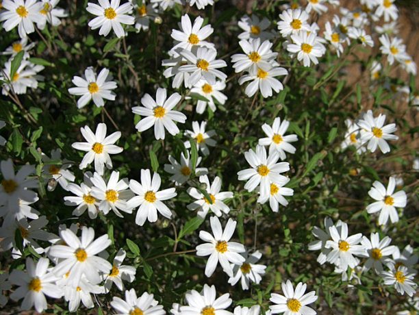 Ромашки в цвету (Blackfoot Daisy). Тропа Grapevine Hills trail.