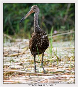Лимпкин прогуливается вдоль берега по мелководью в поисках еды. Заповедник Crooked Tree.