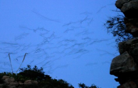 Летающие мыши, отправляющиеся на ночную охоту.