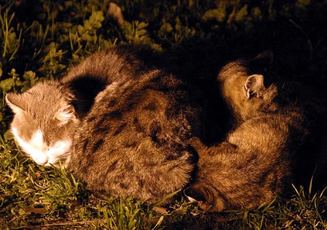 Три колизейских кота в спячке.