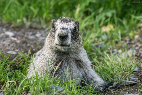 Портрет мармота.