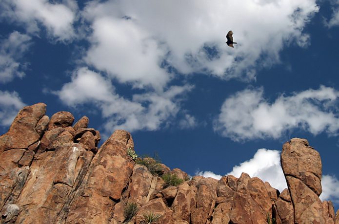 Парящий над скалами гриф.