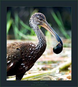 "Улитка на закуску" Птица Лимпкин, или Пастушковый журавль (Арама) с только что пойманной улиткой.