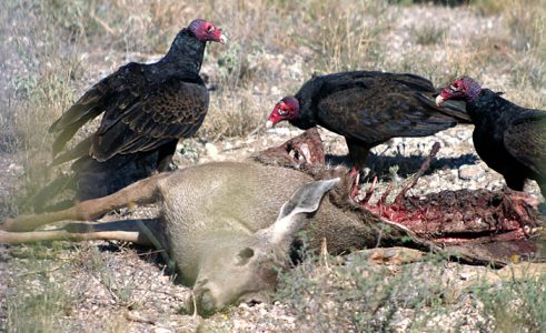 Добыча грифов.