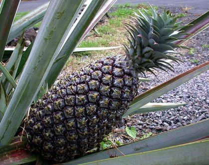 Ананас у дороги, еще не спелый.