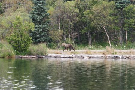 Проснувшийся медведь на пути к водопаду.