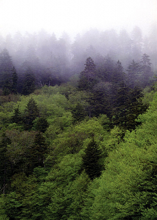 Утренний туман. Панорама с дороги Newfound Gap road. Great Smoky Mountains.