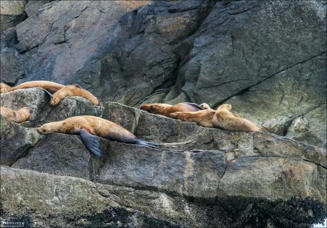 Лежбище сивучей.