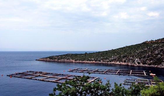 Креветочная ферма в окрестностях курорта Paralia Tyrou.