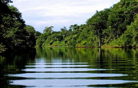 Спокойные воды ручья Spanish Creek, где водятся пресноводные крокодилы. Заповденик Crooked Tree.
