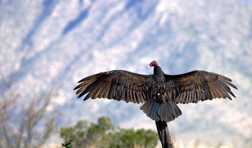 Солнечная ванна.